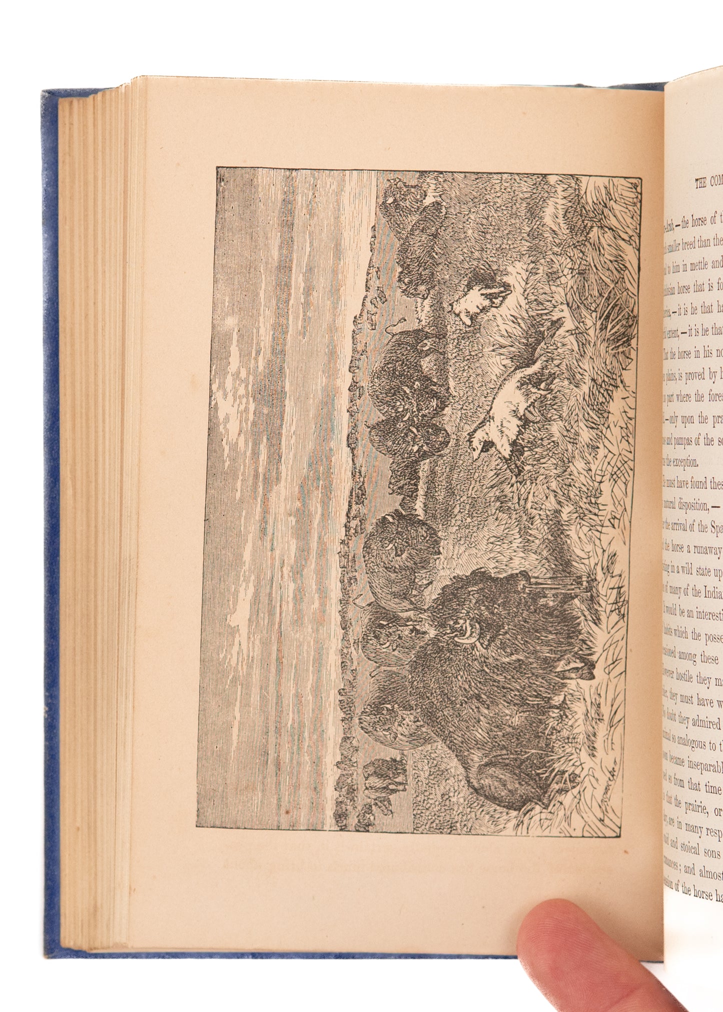 1871 UNUSUAL HUMAN RACES. Cannibals, Dwarfs, Centaurs, Mud-Bedaubers, Beheaders, etc.,