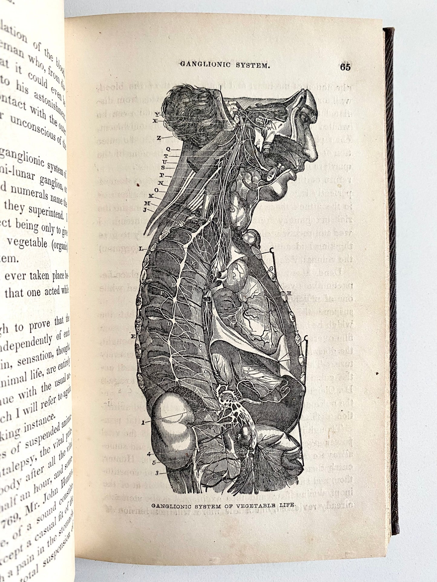 1847 JOHN B. NEWMAN. First Edition on Hypnotism, Mesmerism, Prophecy, Somnambulism, Spiritual Trances, &c
