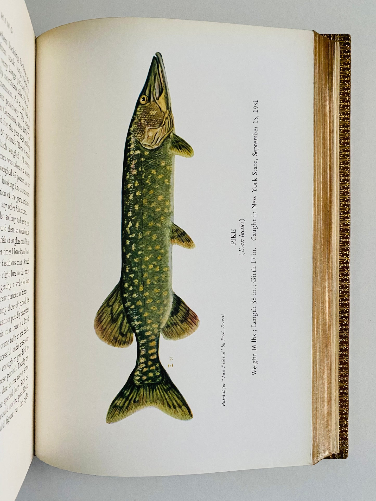 1932 RAY BERGMAN. Fly Fishing for Trout. Superb Riviere Leather Binding.