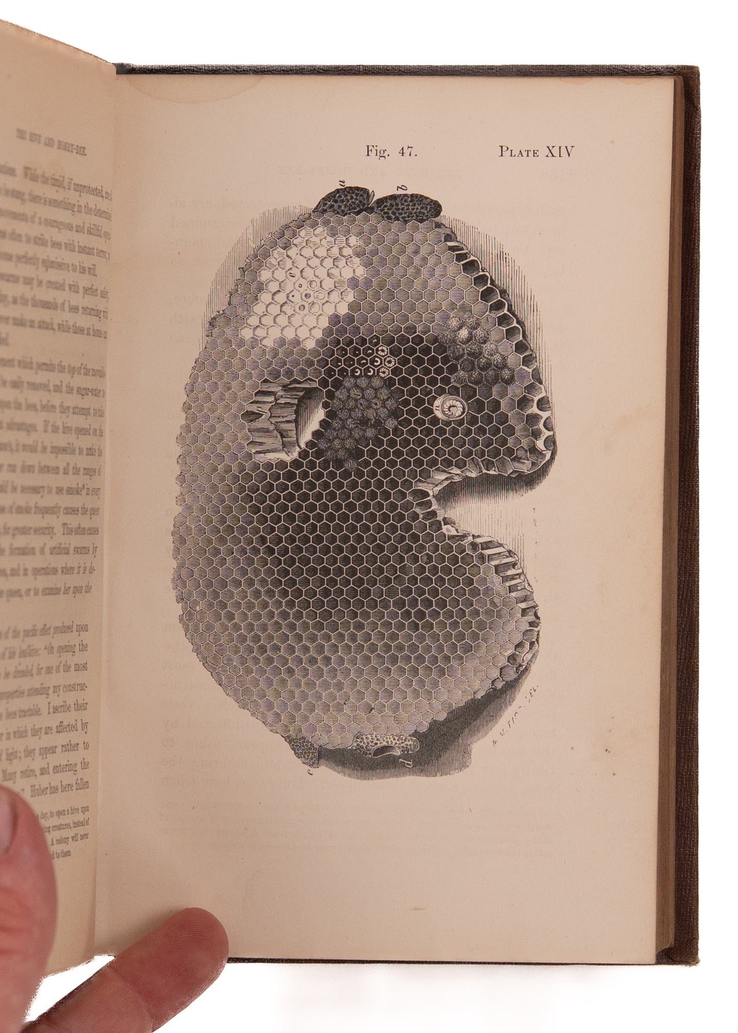 1860 BEE-KEEPING. Final Revisions of theMost Significant Bee Keeping Book of the 19th Century.