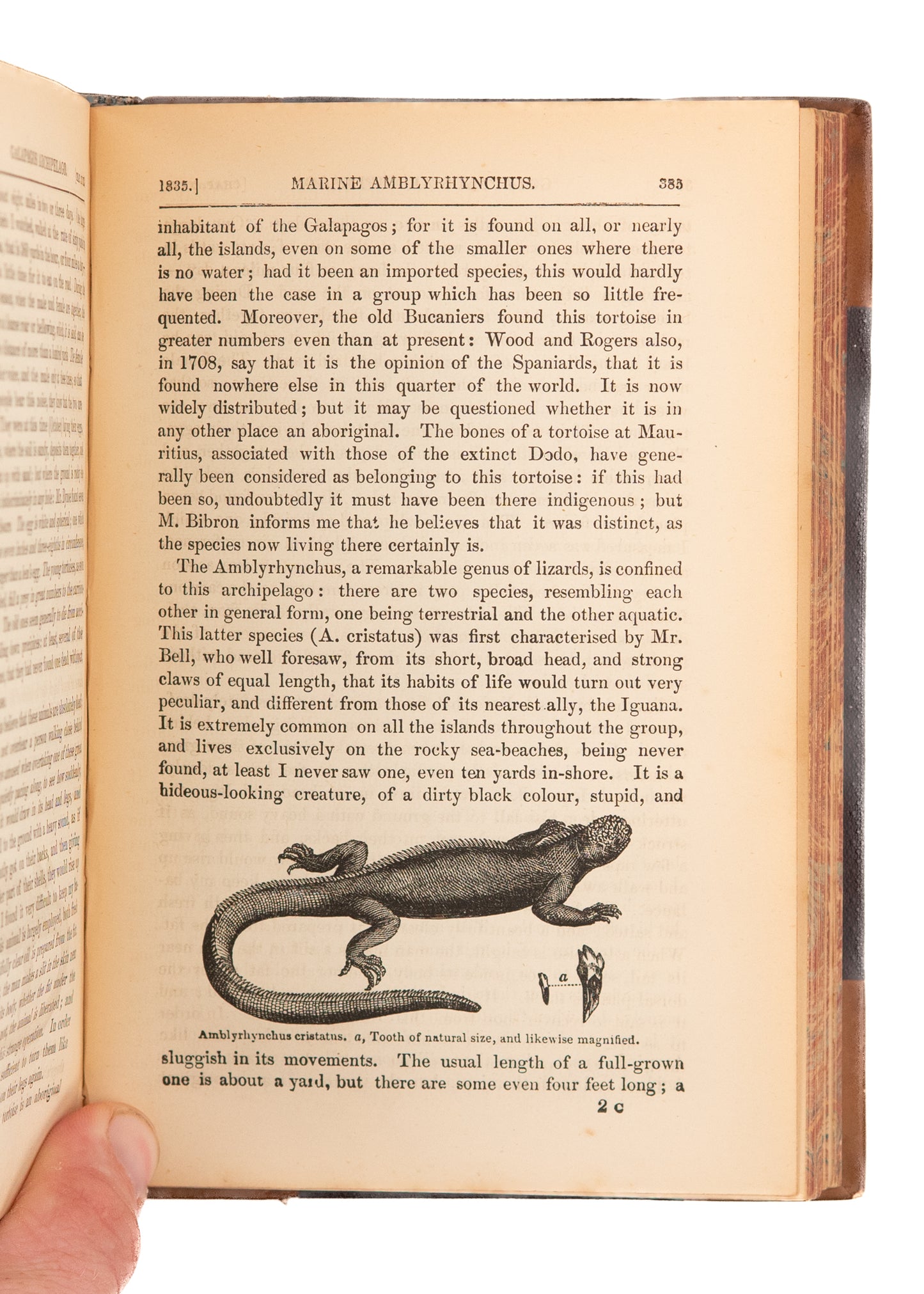 1889 CHARLES DARWIN. A Naturalists Voyage on the H.M.S. Beadle. Very Attractive.