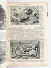 Load image into Gallery viewer, 1874 ILLUSTRATED CHRISTIAN WEEKLY. Revival in Scotland, Mormonism, Temperance, Women&#39;s Rights, &amp;c 16 Inches Tall!